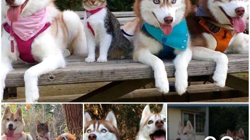 It’s a dog’s life: Adorable kitten thinks she’s a pup after being rescued from the streets of California and raised by a HUSKY