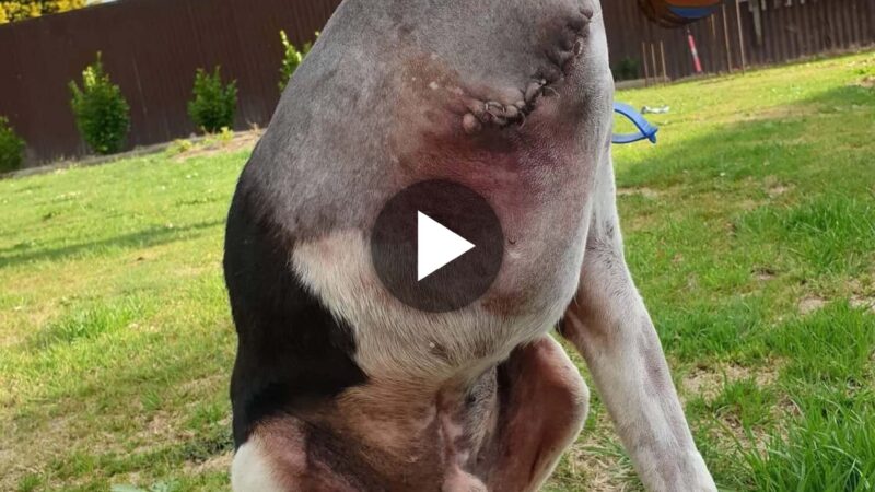 Headless Dog Is Attracting Widespread Attention, Shocking Fact For Those Who See It (Video).