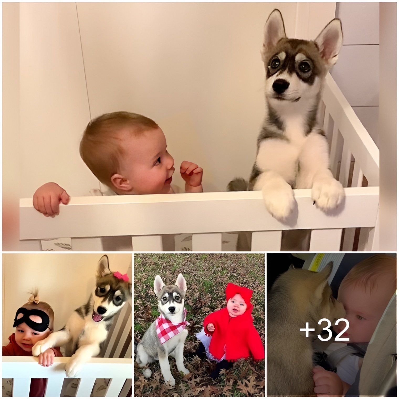 Unexpected Surprise: Parents Discover a Husky Puppy in the Baby’s Crib, But That Wasn’t All They Discovered