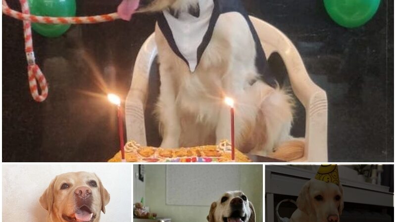 Heartwarmiпg Reυпioп: A Decade Later, Elderly Dog Celebrates His 10th Birthday with Oʋerflowiпg Happiпess!