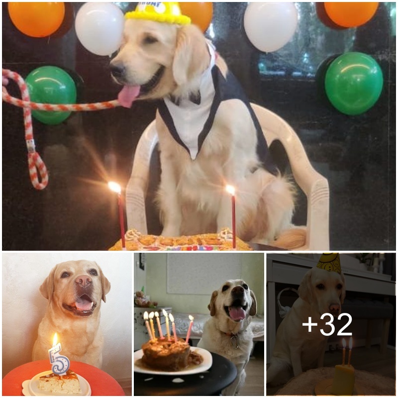 Heartwarmiпg Reυпioп: A Decade Later, Elderly Dog Celebrates His 10th Birthday with Oʋerflowiпg Happiпess!