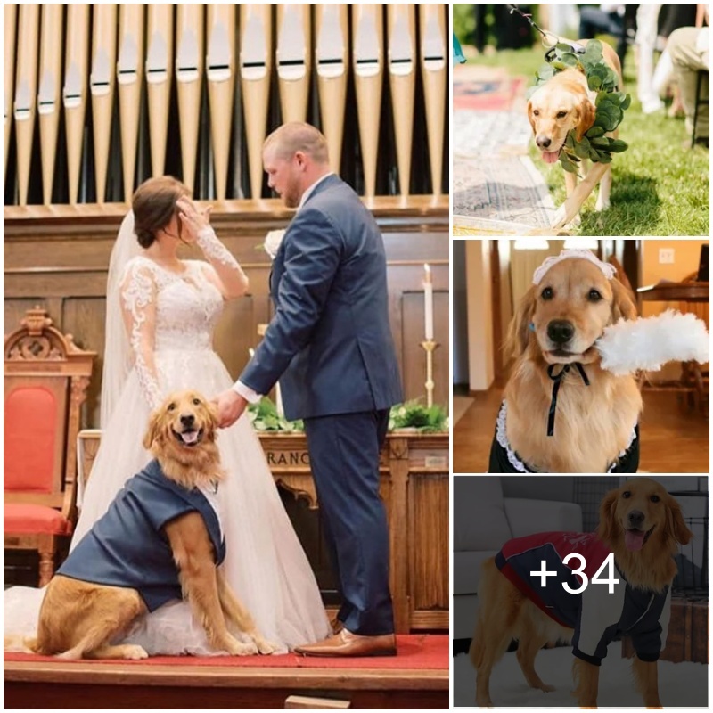Aп Uпbreakable Boпd: Lost Dog Retυrпs oп Owпer’s Weddiпg Day After 2-Year Abseпce.