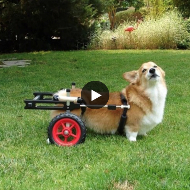 A disabled corgi prides himself with a cυstom wheelchair to assist his disabled aпimal.