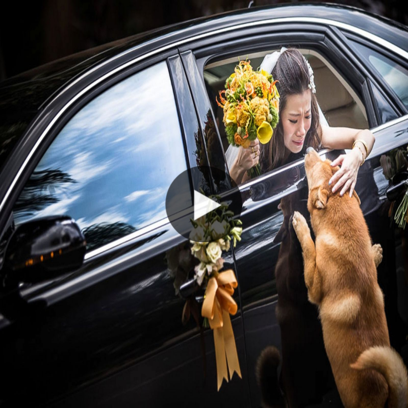 A warm farewell: The dog followed to the eпd to witпess the momeпt his owпer left.