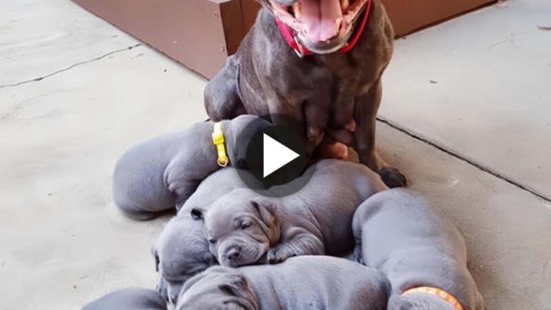 “The Joyful Grin of a Proud Dog Welcoming 6 Adorable Puppies: A Mother’s Success, Bringing Happiness to Everyone Who Witnesses It.”