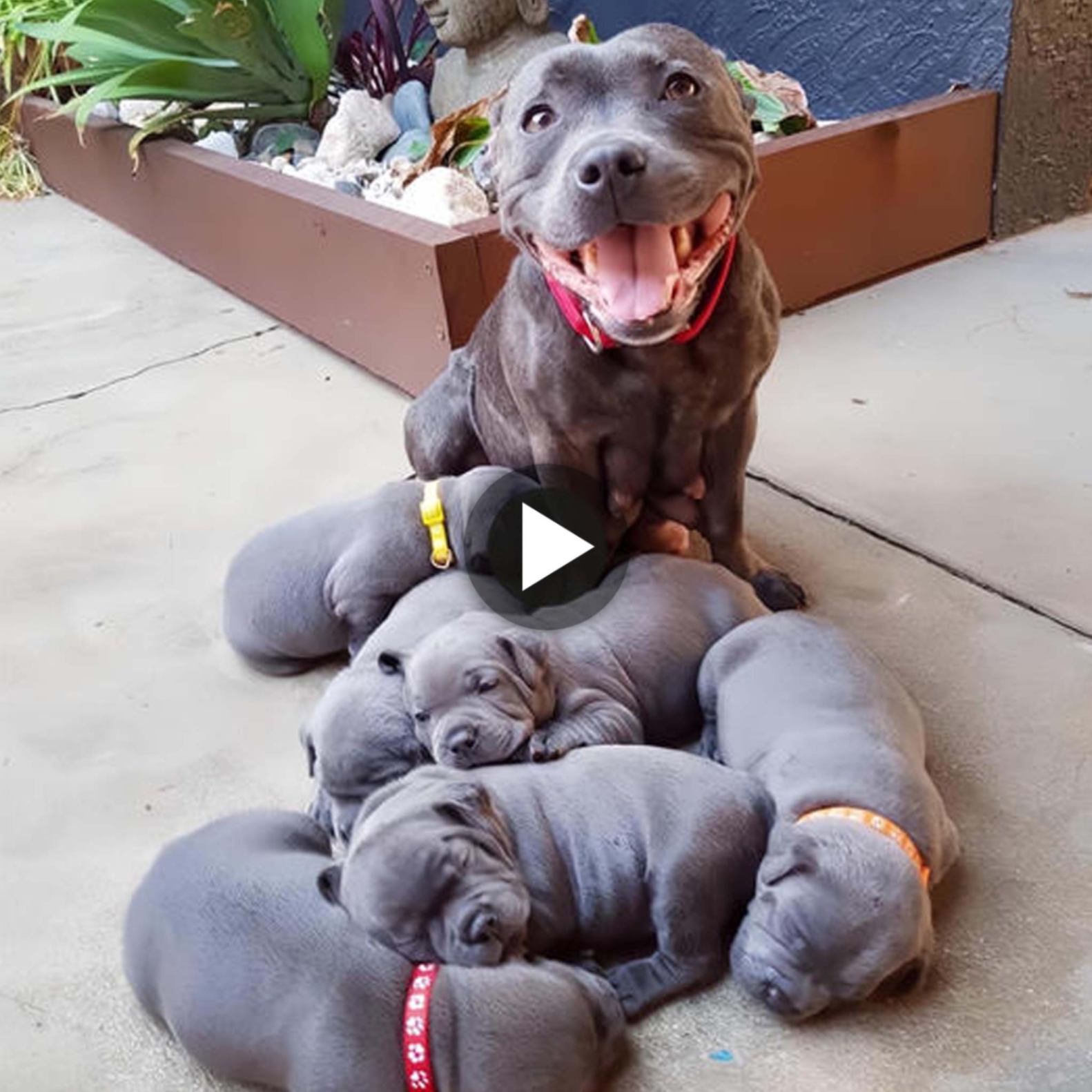 “The Joyful Grin of a Proud Dog Welcoming 6 Adorable Puppies: A Mother’s Success, Bringing Happiness to Everyone Who Witnesses It.”