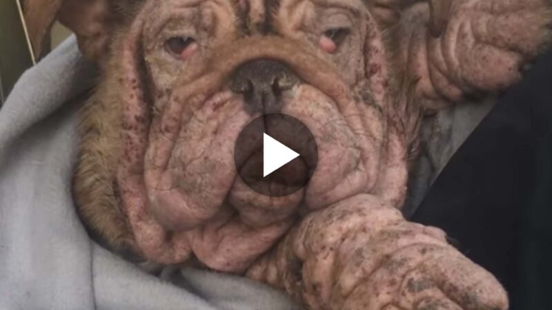 Abandoned Bulldog puppy forced to live on the street with severe mange, can’t imagine why the previous owner left him like that