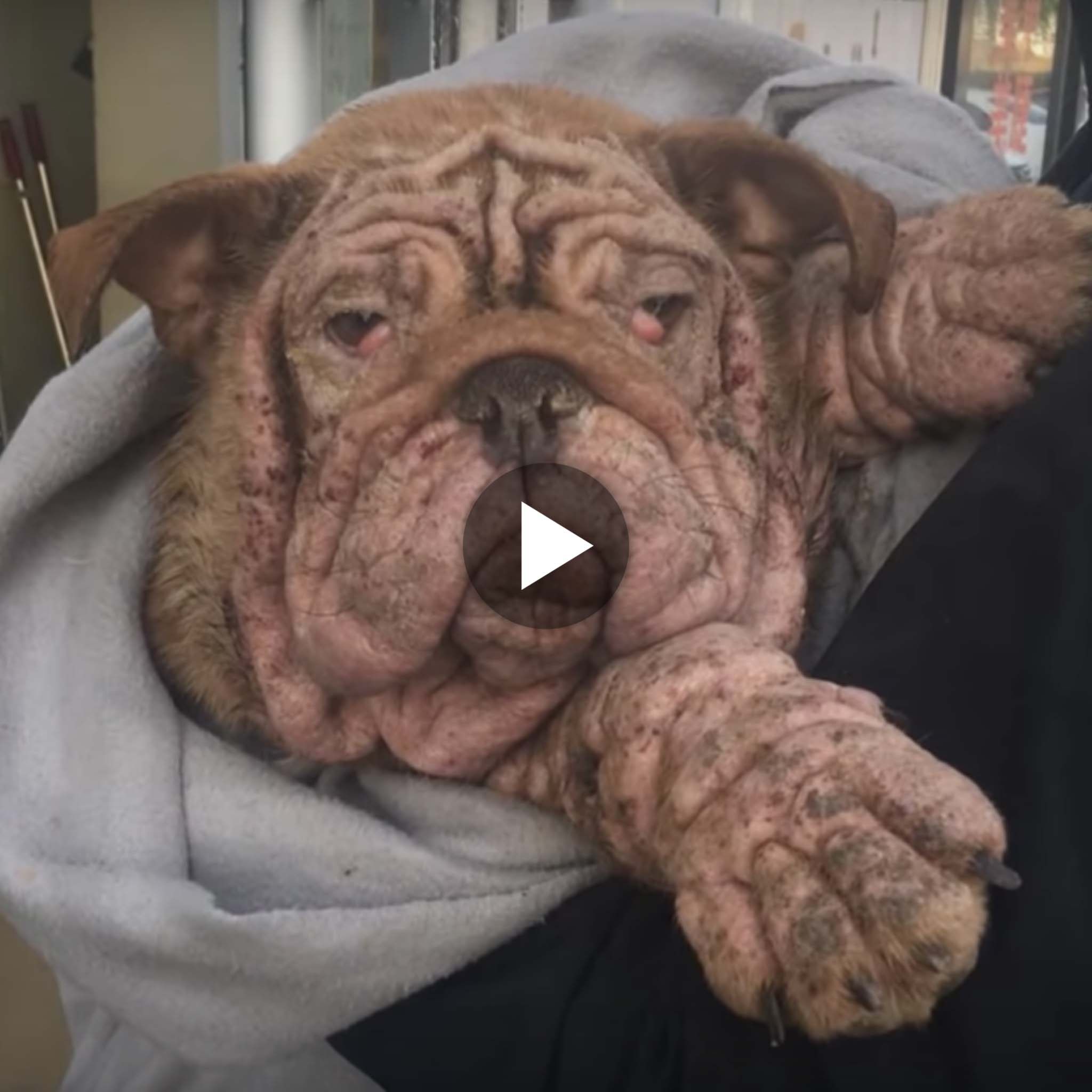 Abandoned Bulldog puppy forced to live on the street with severe mange, can’t imagine why the previous owner left him like that
