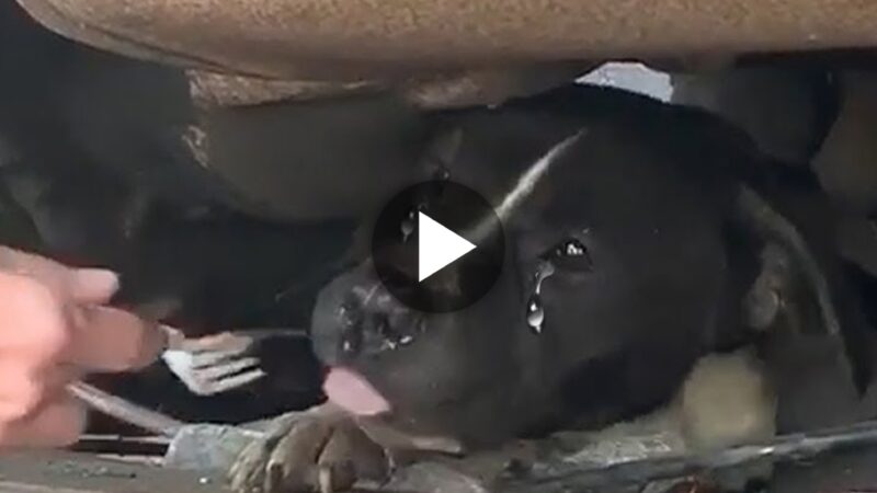 “Incredible Woman Persuades Pregnant Dog to Crawl Under Truck for Rescue, Saving the Dog and Her Puppies (VIDEO)”