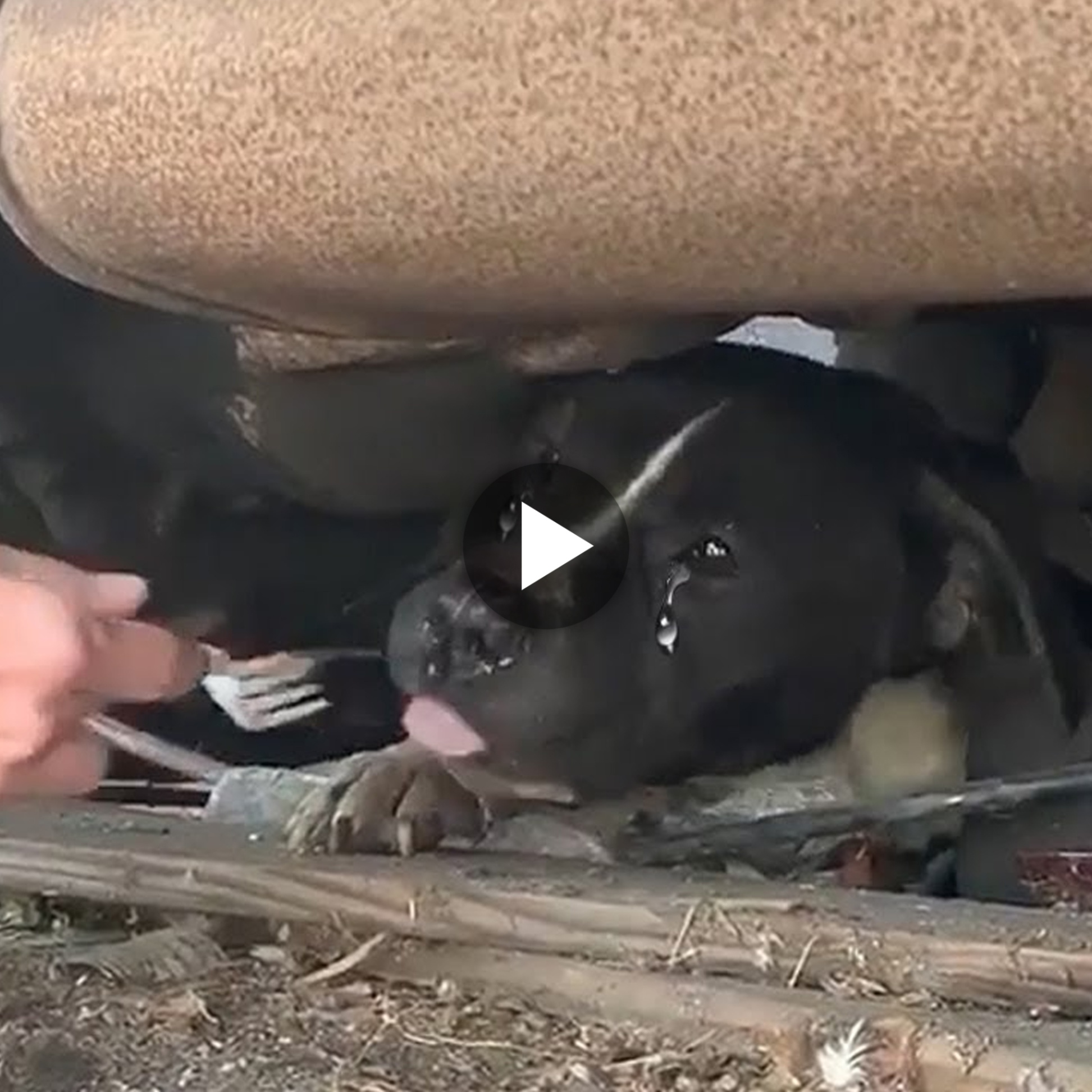 “Incredible Woman Persuades Pregnant Dog to Crawl Under Truck for Rescue, Saving the Dog and Her Puppies (VIDEO)”