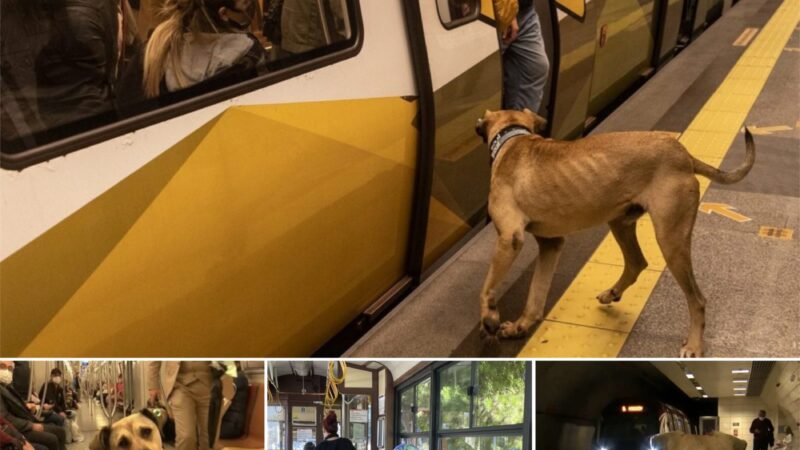 Every day, a loyal dog stands guard at the subway station, patiently waiting for its owner’s return, touching hearts and spreading a deep sense of devotion.