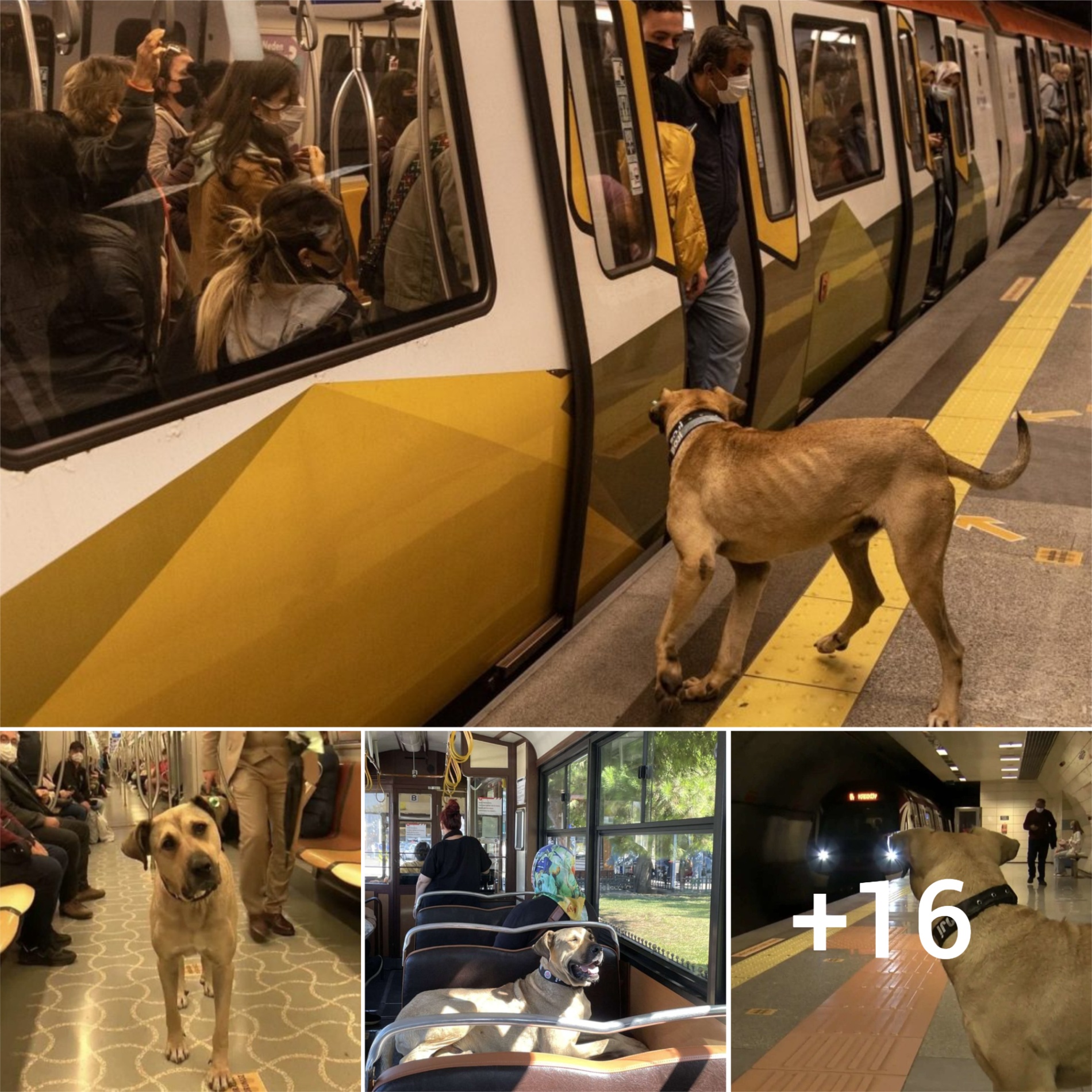 Every day, a loyal dog stands guard at the subway station, patiently waiting for its owner’s return, touching hearts and spreading a deep sense of devotion.