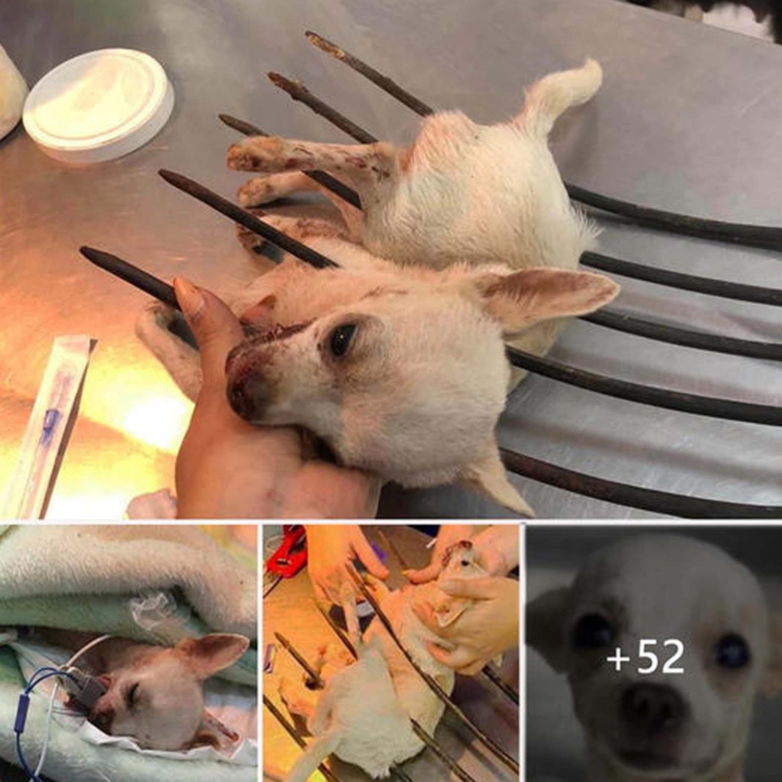 The unfortunate little dog was hit by a rake, no one thought he could survive, but the help and strong will in the little body regained his life and the real miracle came.