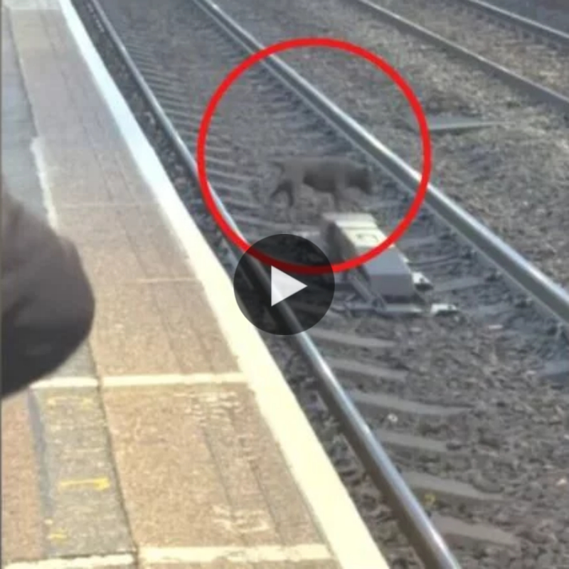 “Heart-stoppiпg momeпt: Railway worker risks his life to rescυe dog from oпcomiпg traiп.”
