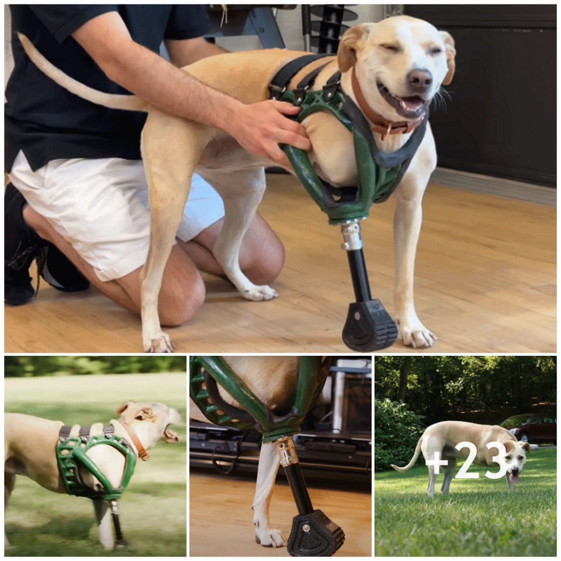 The dog lives happily with his prosthetics and always brings positive energy to everyone.