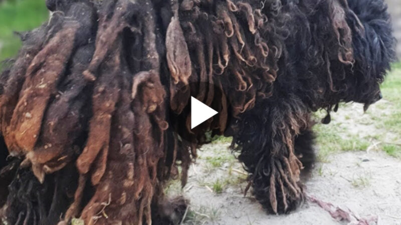 Unbelievable Transformation: See the Amazing Makeover After Shaving This Dog’s Dreadlocks