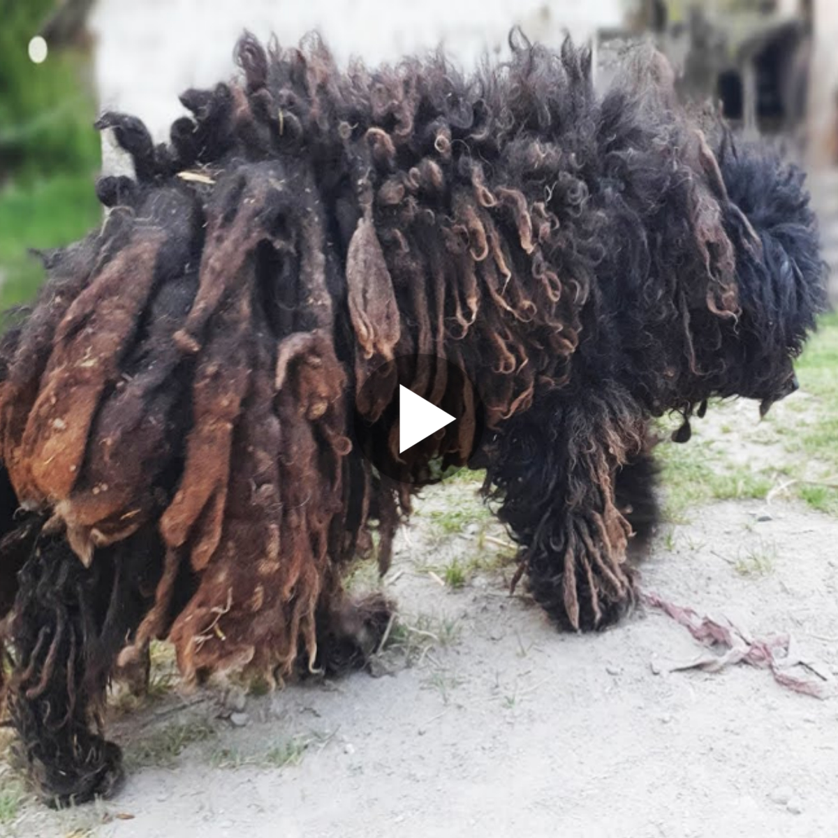 Unbelievable Transformation: See the Amazing Makeover After Shaving This Dog’s Dreadlocks