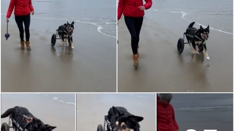 Finn’s Unbeatable Spirit: Running on the Beach and Rolling with Life’s Challenges! ????️????