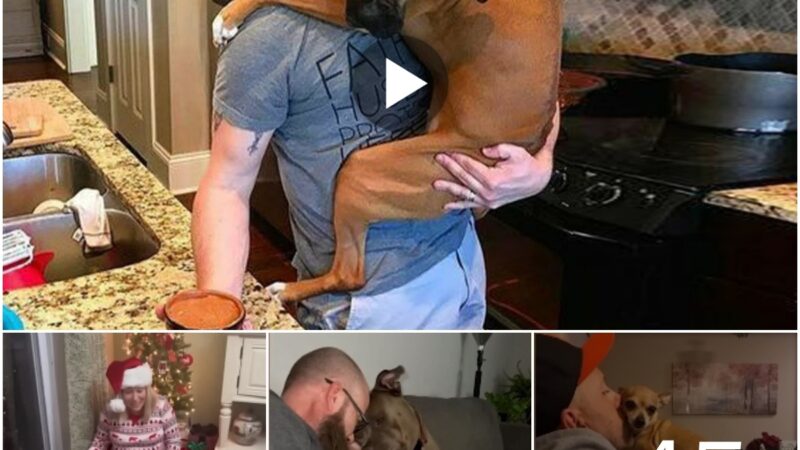 (Video) 50 Moments Adorable Dog’s Endless Hugs for Their Human – Irresistible Cuteness!
