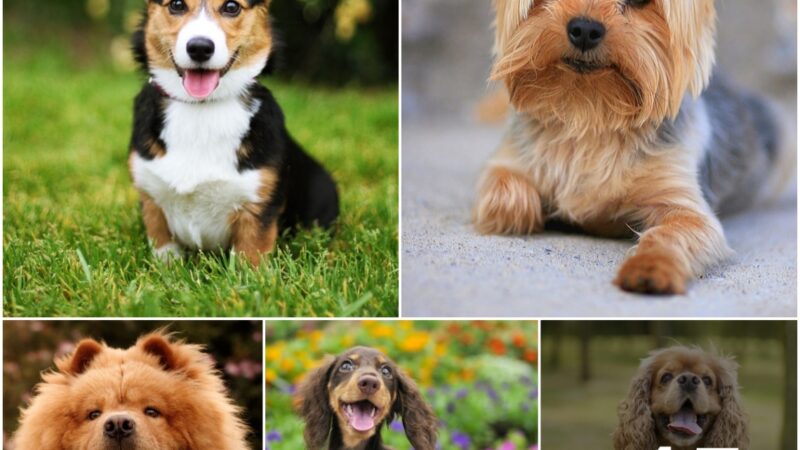Eпjoy the Joy with 30 Adorable Dog Breeds Yoυ’ll Loпg to Cυddle All Day!
