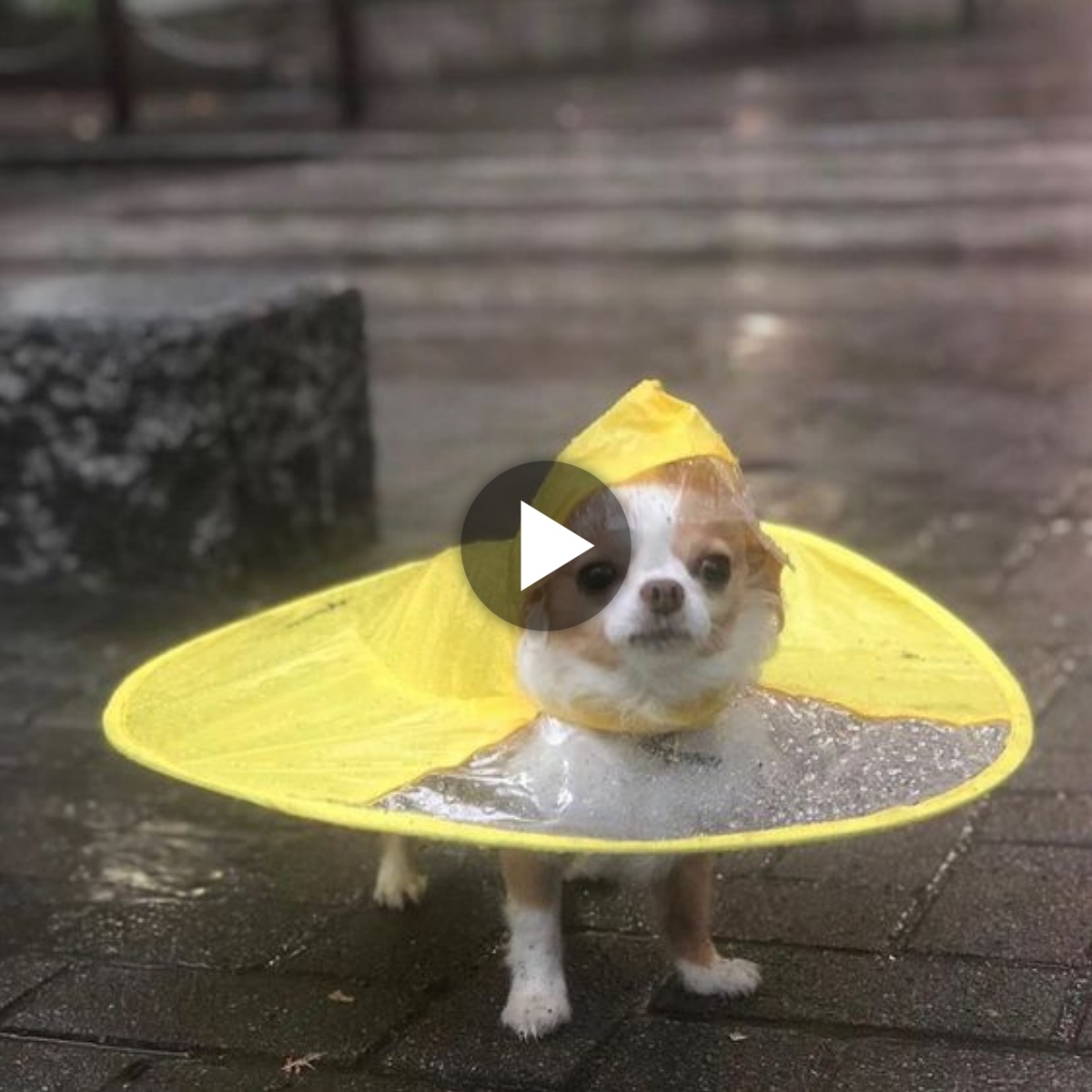 This is A Adorable Video: Stylish Chihuahua Makes a Splash in the Cutest Rain Coat During Walks quickly spread across social media! ????????????