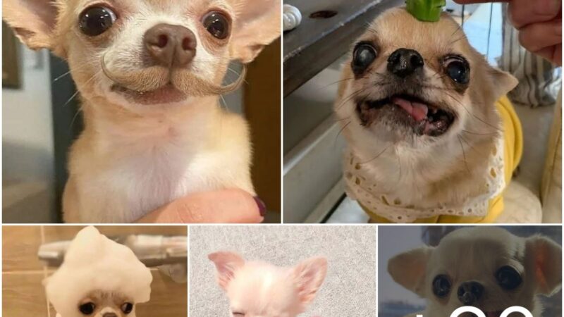 Cute Snaps of Chihuahuas: Among the Tiniest Dog Breeds in the World! ❤️ tag your friends ❤️ who loves ????Chihuahua????