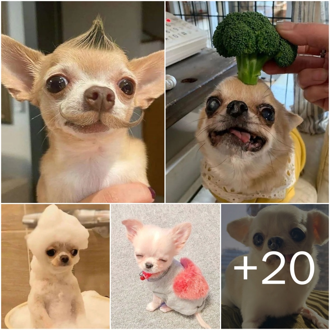 Cute Snaps of Chihuahuas: Among the Tiniest Dog Breeds in the World! ❤️ tag your friends ❤️ who loves ????Chihuahua????