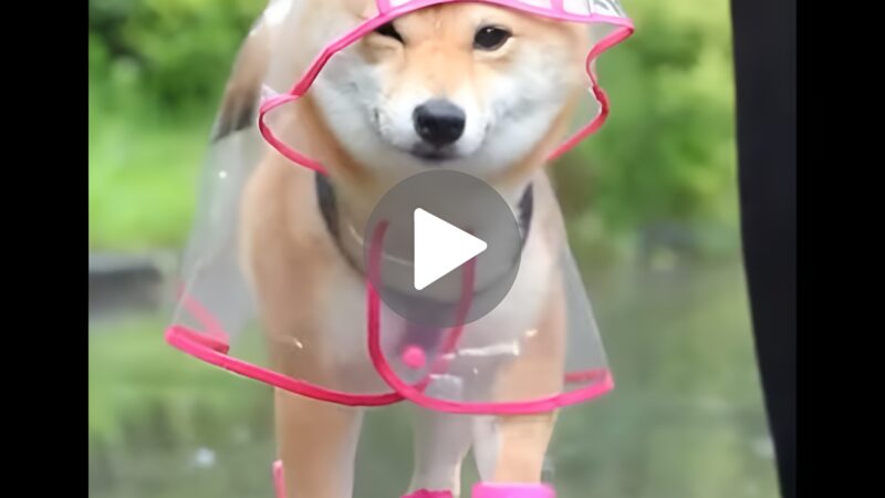 Adorable Dog Rocking a Raincoat! Watch this Cute Video ????️????