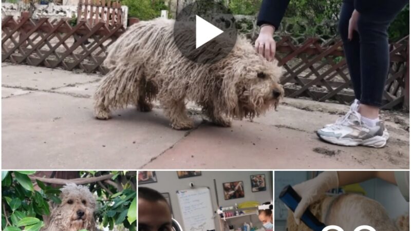 YOU WON’T BELIEVE how this DOG looks before shaving all this matted fur! Watch the video!