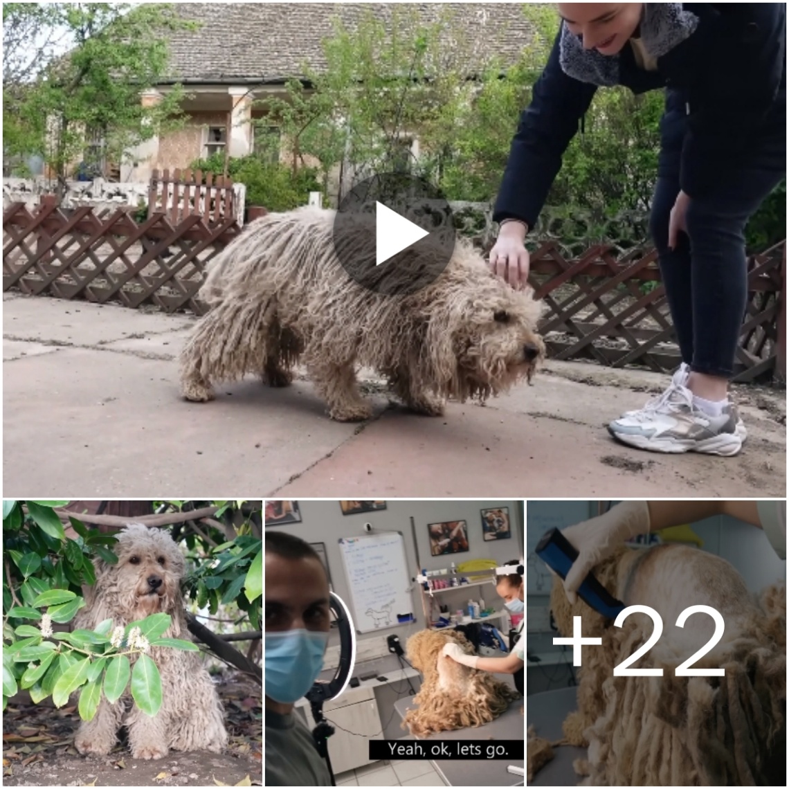 YOU WON’T BELIEVE how this DOG looks before shaving all this matted fur! Watch the video!