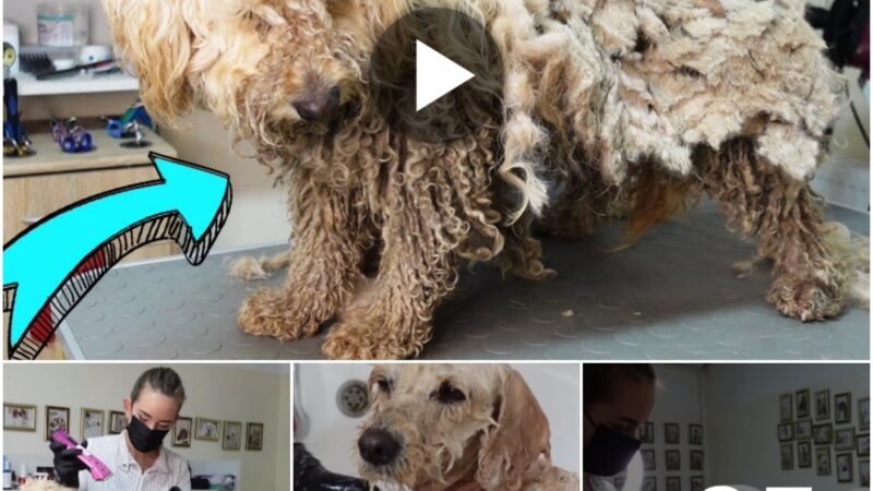 (Video) This Dog Was in Terrible Condition!!! We Found Him at the Cemetery.. a matted dog, her tangled coat mirroring the weight of neglect she’s endured