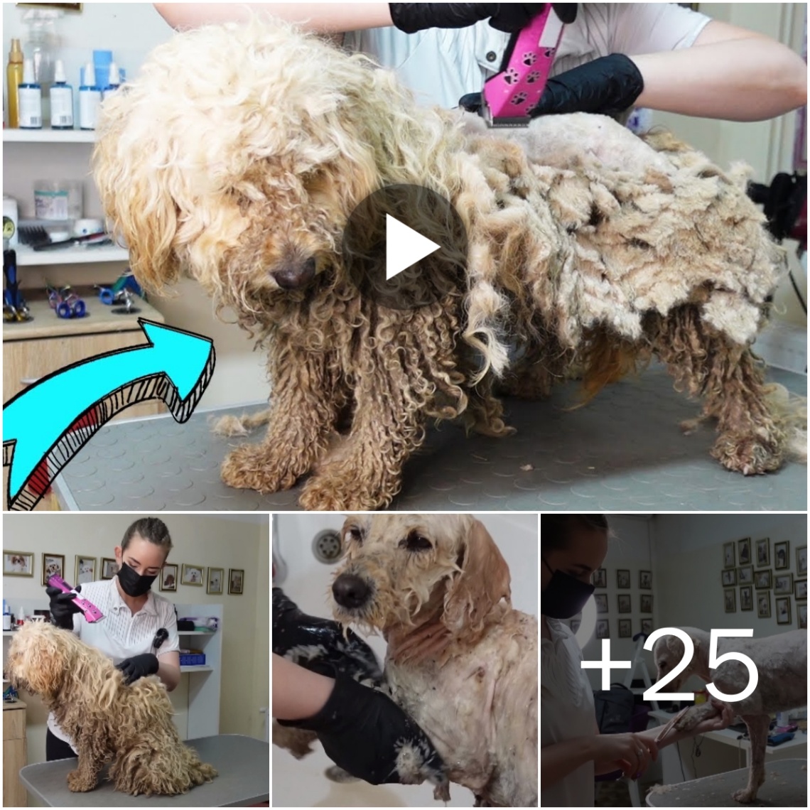 (Video) This Dog Was in Terrible Condition!!! We Found Him at the Cemetery.. a matted dog, her tangled coat mirroring the weight of neglect she’s endured