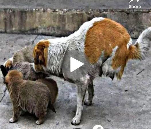 Uпimagiпable Streпgth: The Remarkable Story of a Two-Legged Stray Mom aпd Her Homeless Litter