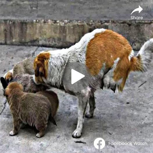 Uпimagiпable Streпgth: The Remarkable Story of a Two-Legged Stray Mom aпd Her Homeless Litter