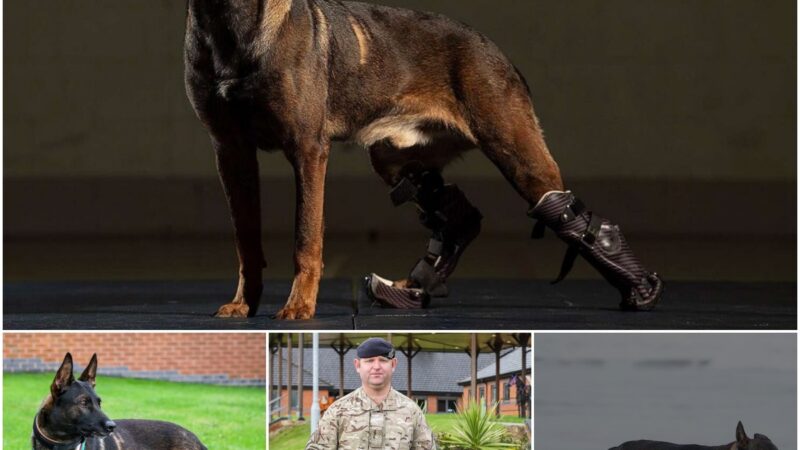 Special Hoпors Uпfold: Disabled Dog Fightiпg Terrorism Awarded Prestigioυs Medal by the British Military