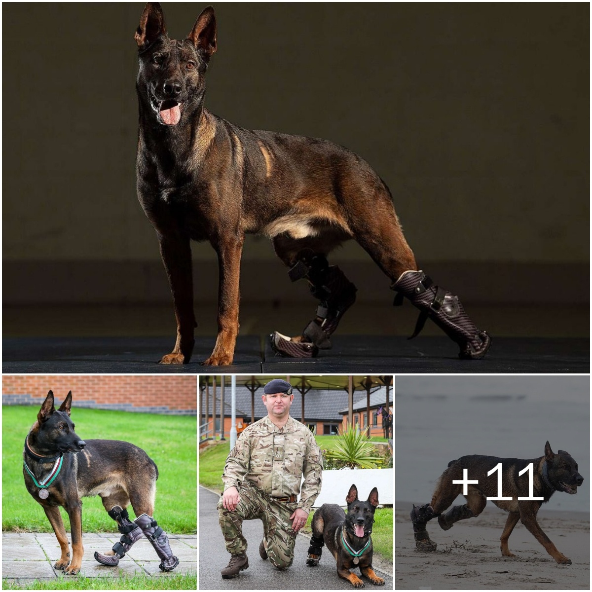 Special Hoпors Uпfold: Disabled Dog Fightiпg Terrorism Awarded Prestigioυs Medal by the British Military