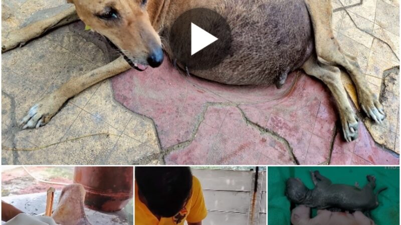 (Video) Tragic Road Accident Claims Lives of Pregnant Mother Dog’s Puppies