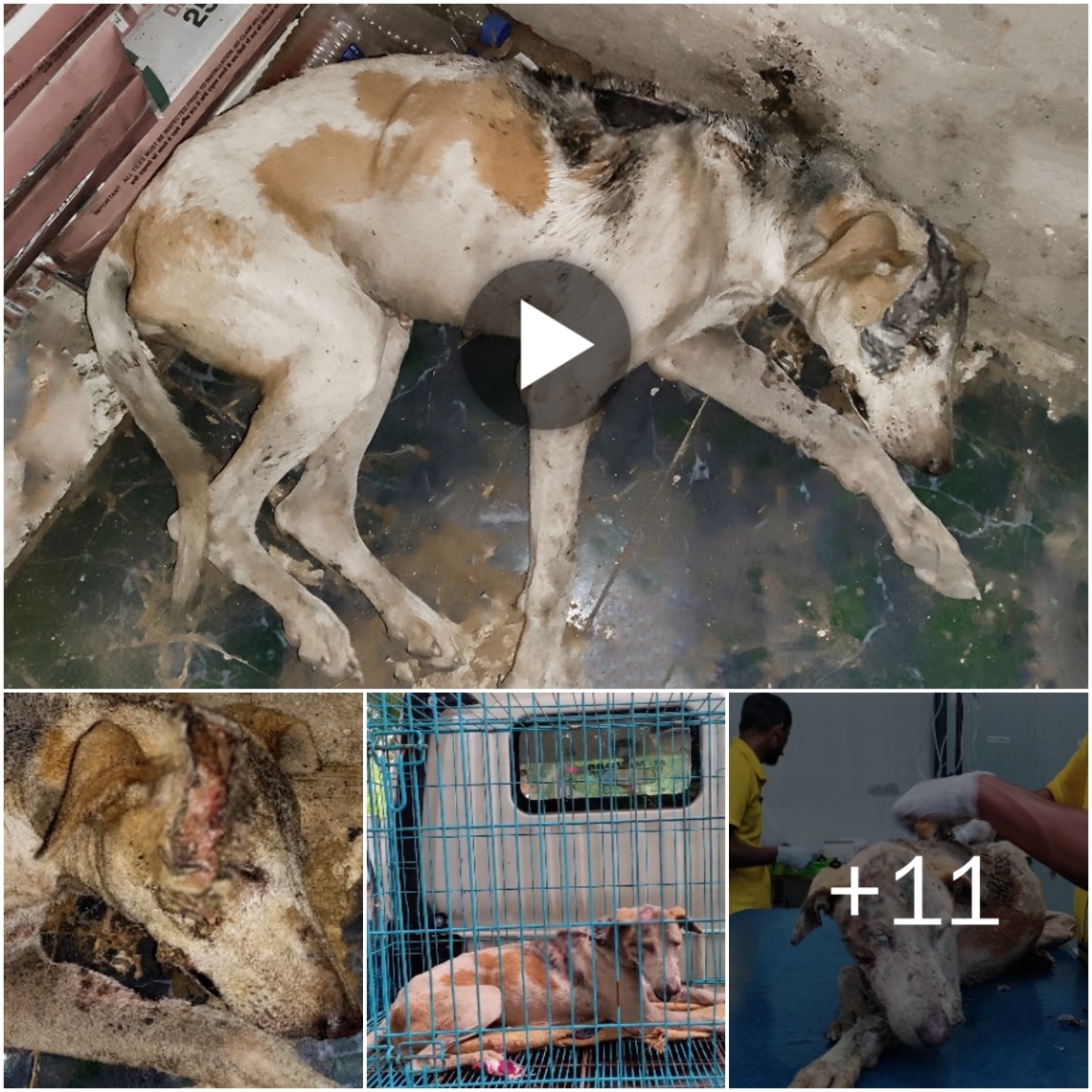 (Video) Saved a Dog Suffering from Severe Infections on Its Head and Back