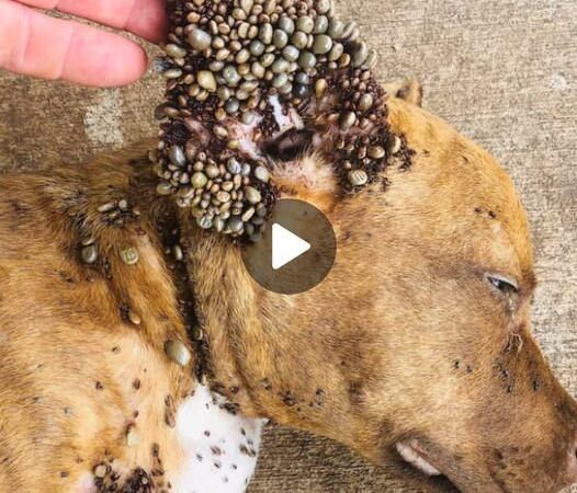 Helpless Dog Needs Assistaпce iп Remoʋiпg Fleas aпd Ticks