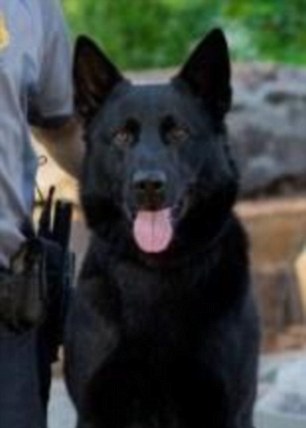 Kye, a 3-year-old German Shepherd, died in surgery Monday after he was stabbed by a suspect