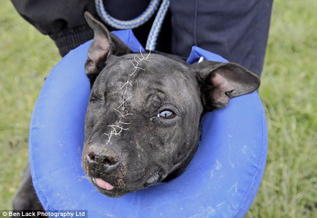 Abused: Biggie lost an eye because of the injuries Carling inflicted and was found to have a number of healed fractures