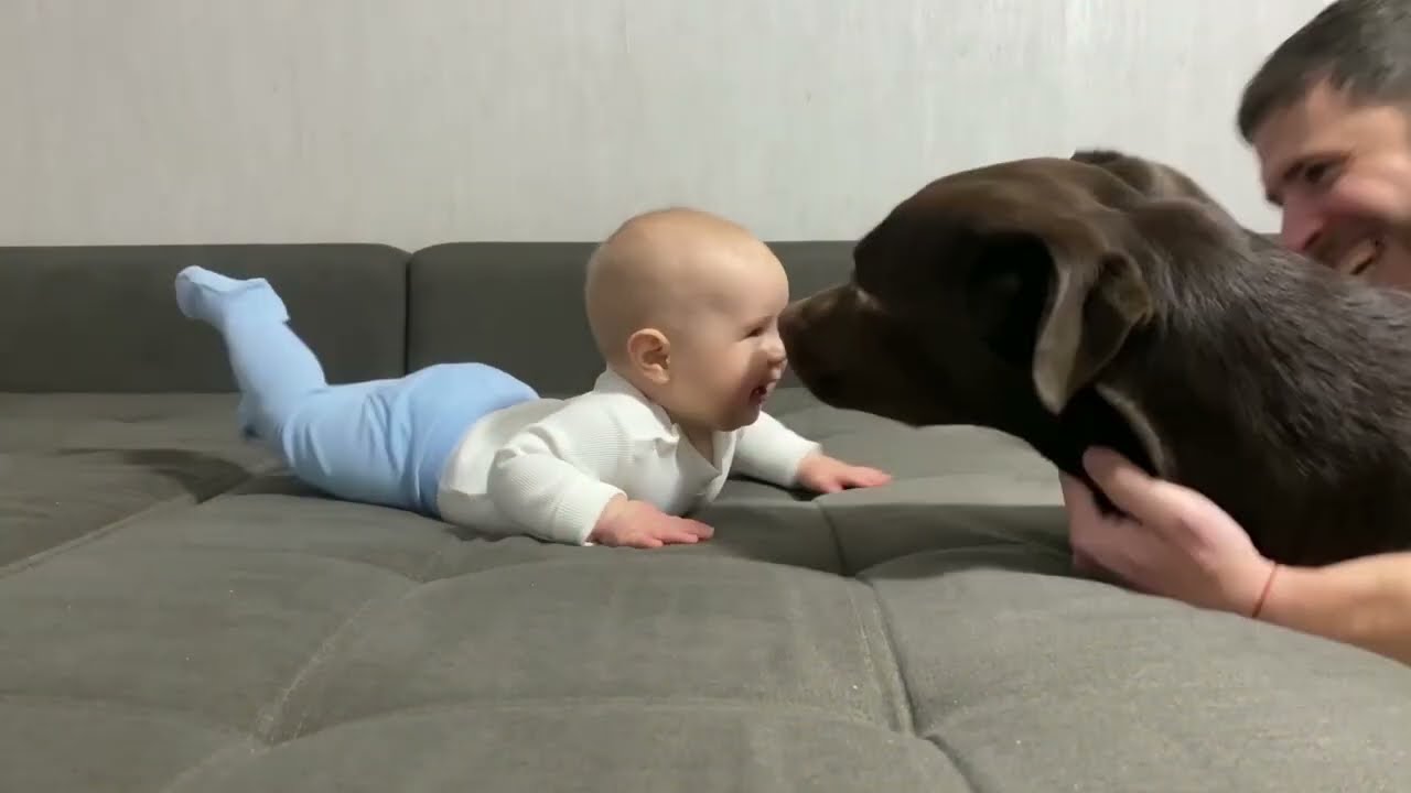 BEST MOMENTS BETWEEN BABY AND LABRADOR COMPILATION - YouTube