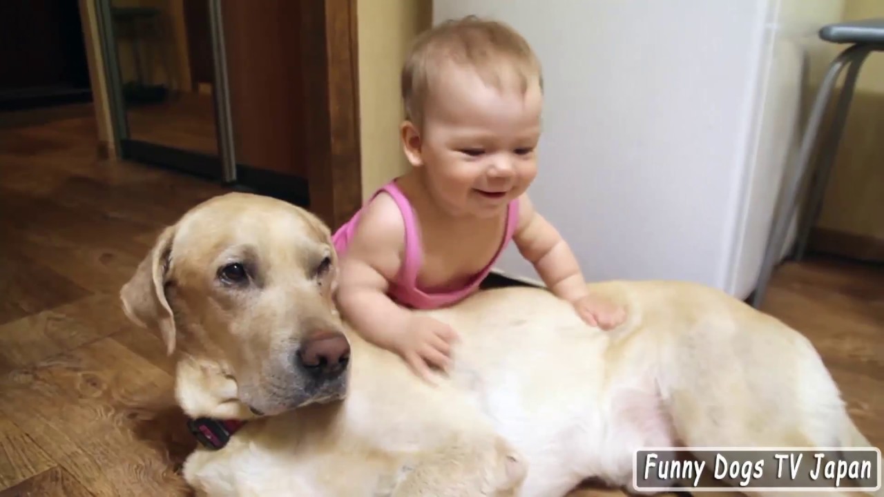 Baby Girl playing with Labrador Retriever - Funny Dogs and Babies - YouTube