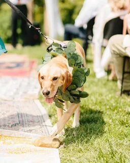 tho “Unbelievable Reunion: Lost for 3 Years, Dog Surprises Guests and Family by Returning for Owner’s Wedding, Eliciting Emotional Moments on the Big Day” tho