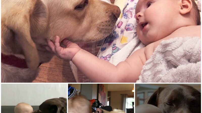 A newborn baby’s adorable gestures towards the dog during their first meeting have touched the hearts of millions. (Video)