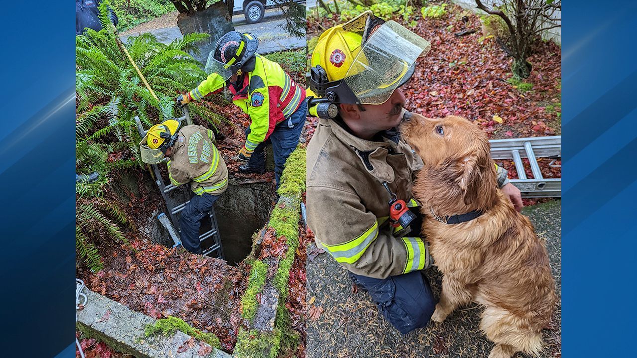 Firefighters rescue 'good boy' who fell down well in Newport photo 5