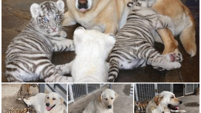 Grateful affection: The mother dog raises the tiger cubs as her own children, living in a natural way according to her style.