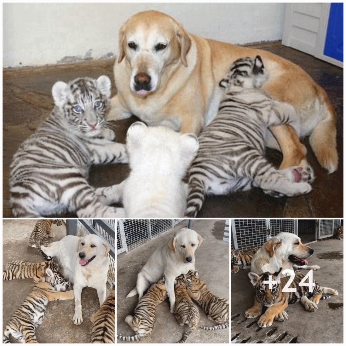 Grateful affection: The mother dog raises the tiger cubs as her own children, living in a natural way according to her style.