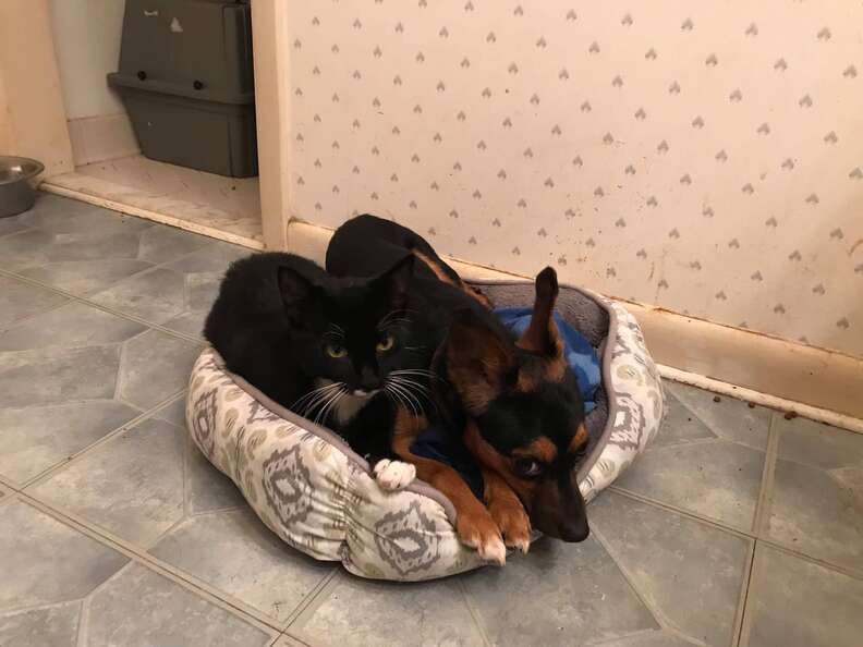 Bonded dog and cat snuggle together