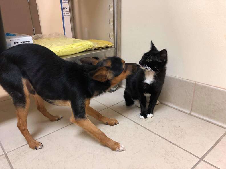 Gomex and Morticia play together at the shelter